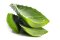 Zelená kráska jménem Aloe vera