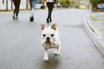 Natažená šlacha u psa: jak ji poznat a řešit